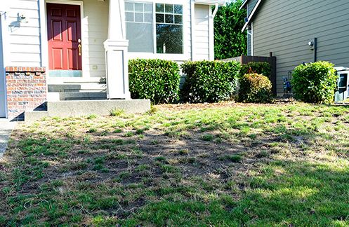 bare patches in lawn